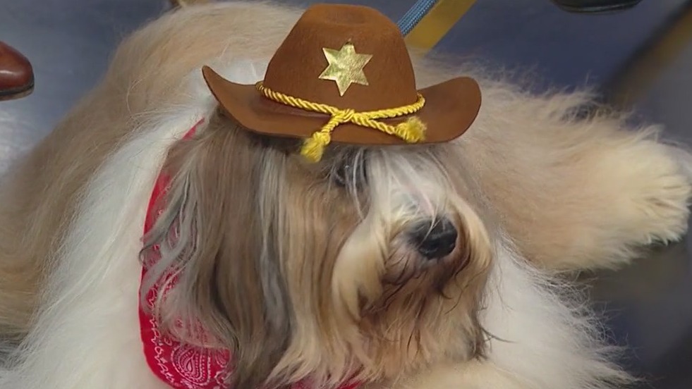 How to keep your pets safe this Halloween