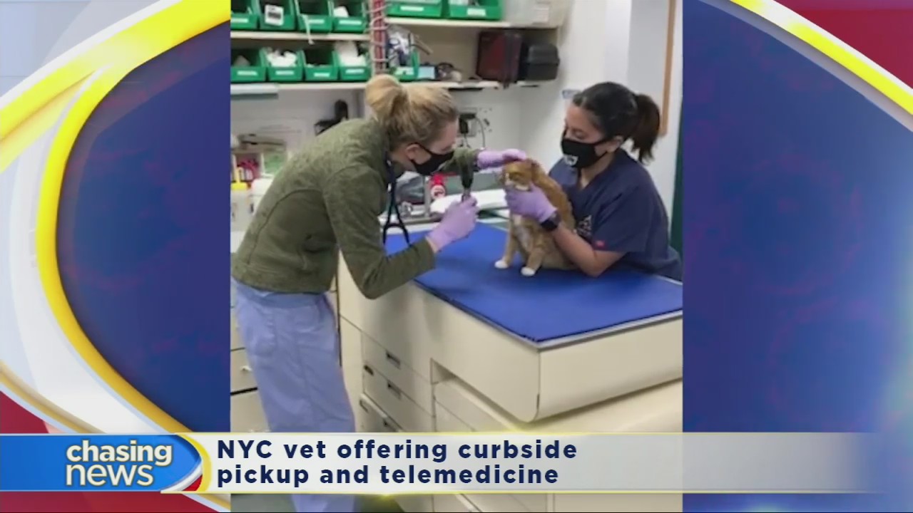 How to care for your furry friend during the coronavirus outbreak