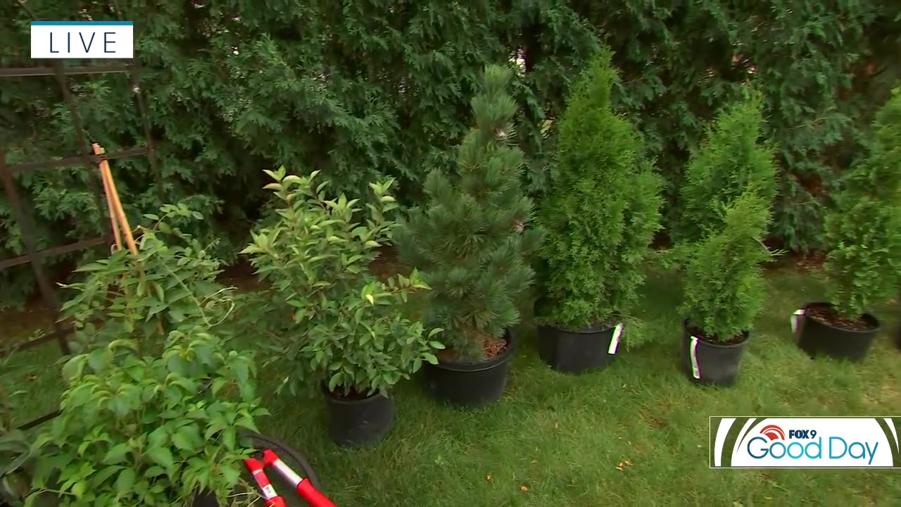 Tips for creating a living fence