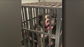 Animal mistreatment case, Kenosha couple charged