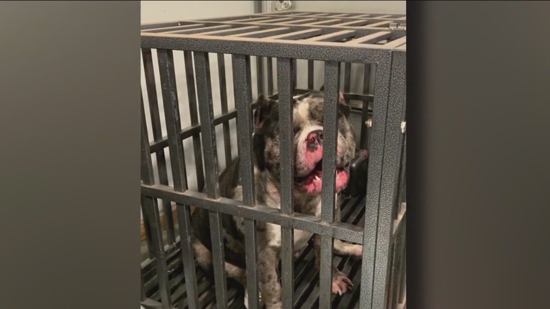 Animal mistreatment case, Kenosha couple charged