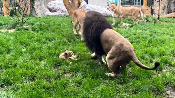 New baby lion plays with dad at Lincoln Park Zoo