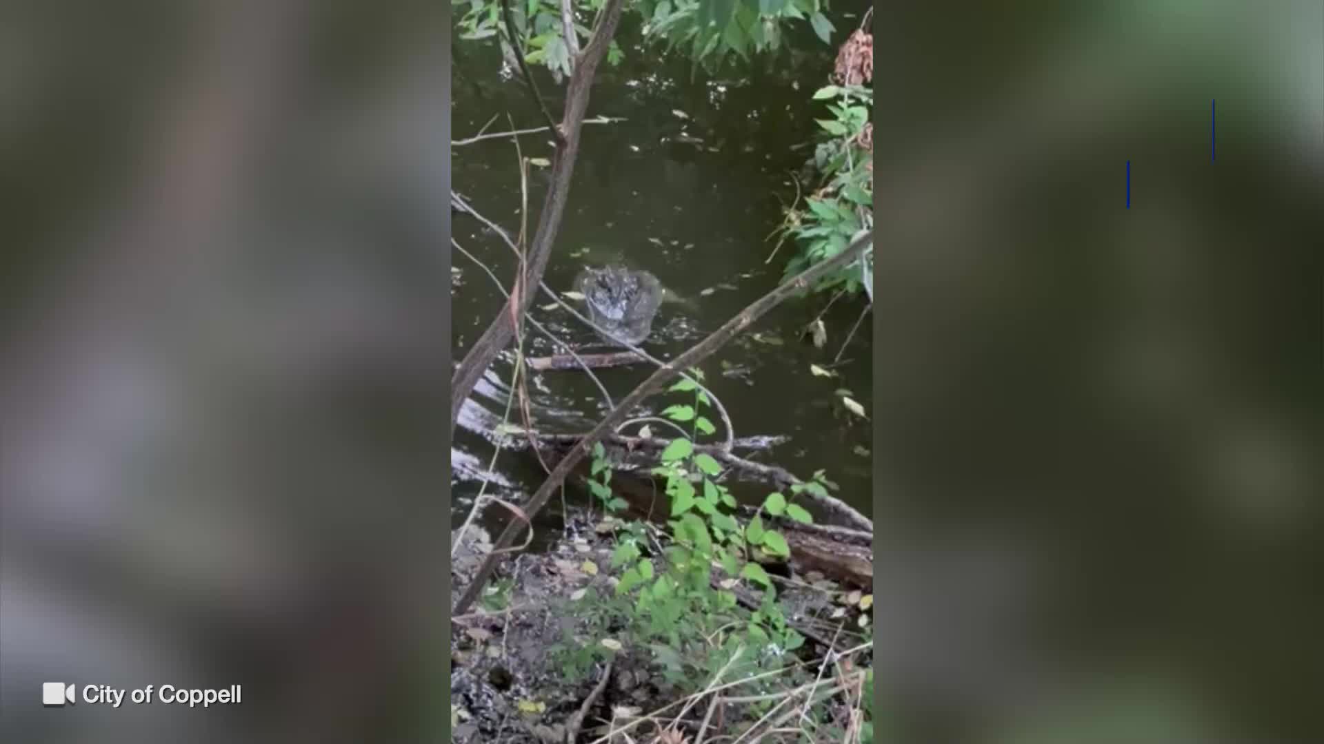 Alligator spotted in Coppell