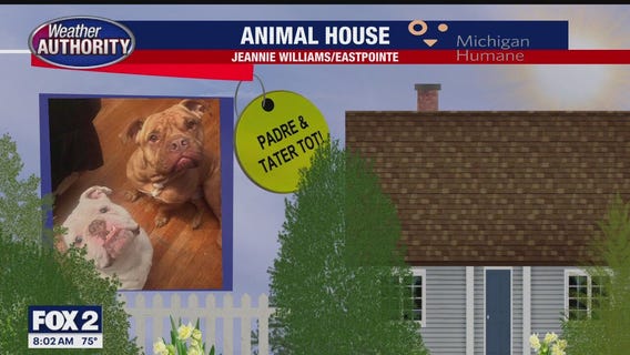 Welcome Padre, Tater Tot, Lucy, Capone