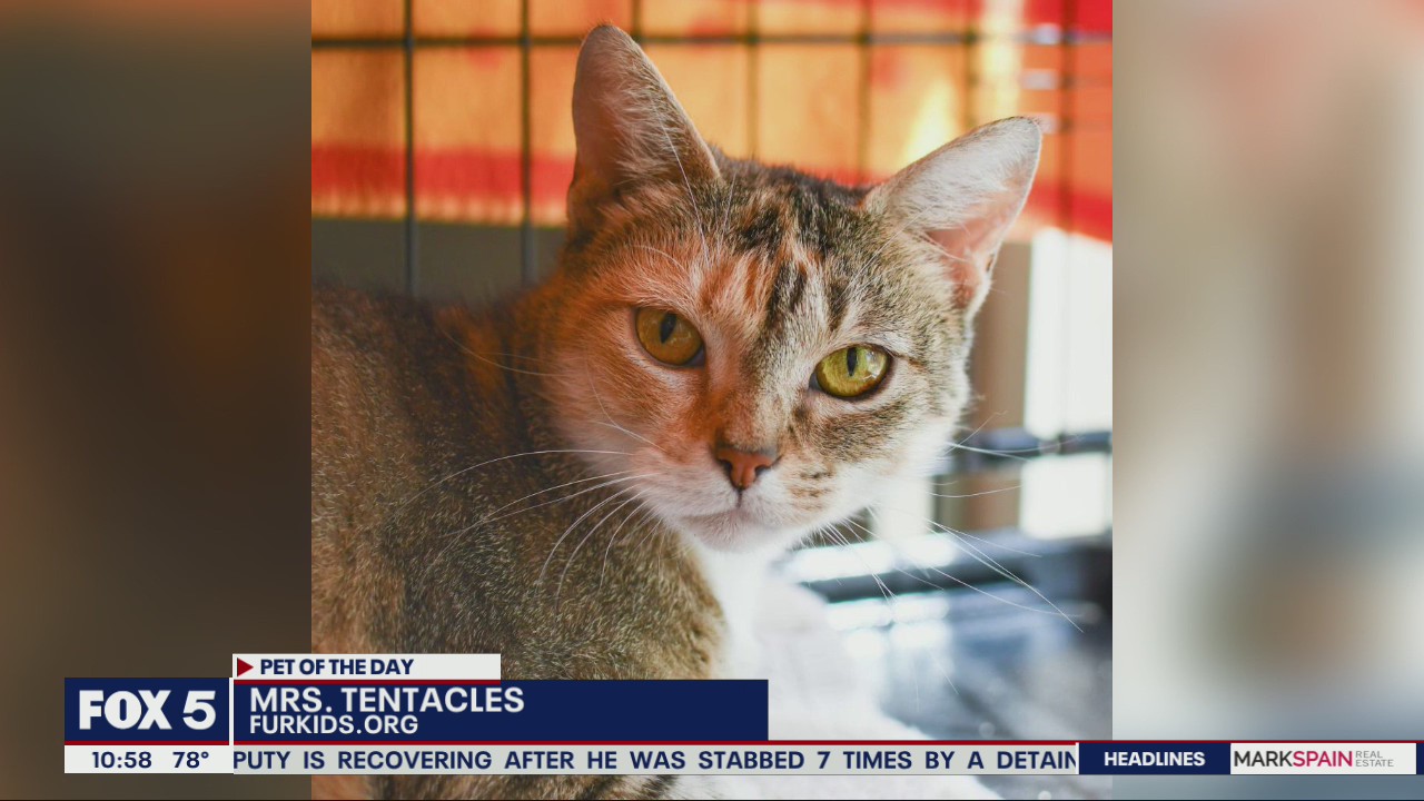 Pet of the Day from FurKids