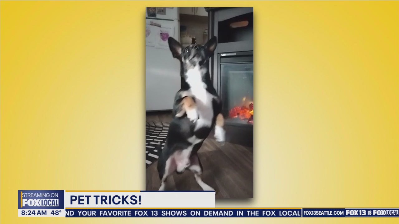 Good Day Pet Tricks Friday, April 12