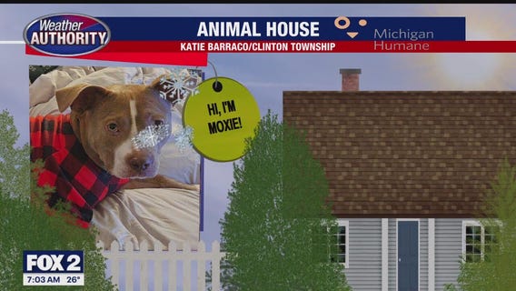 Welcome Moxie Moo Moo, Scout, Toby Miss Lady