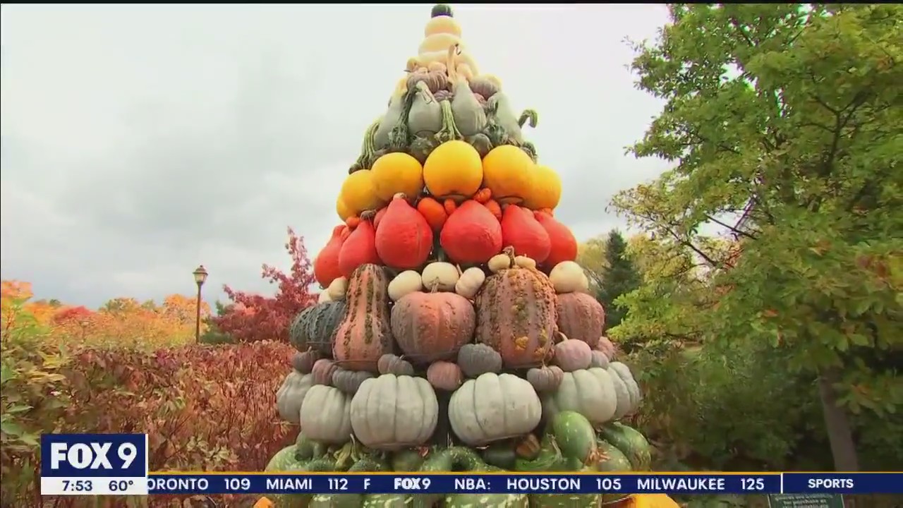 Towering display of pumpkins at the Minnesota Landscape Arboretum