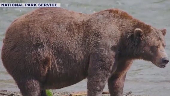 Fat Bear Week voting underway nationwide