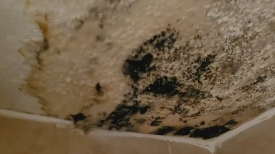 Understanding Houston renters' rights when mold grows in their apartments