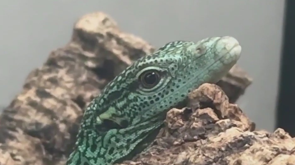 Learning about beetles, green tree monitors at Brookfield Zoo Chicago