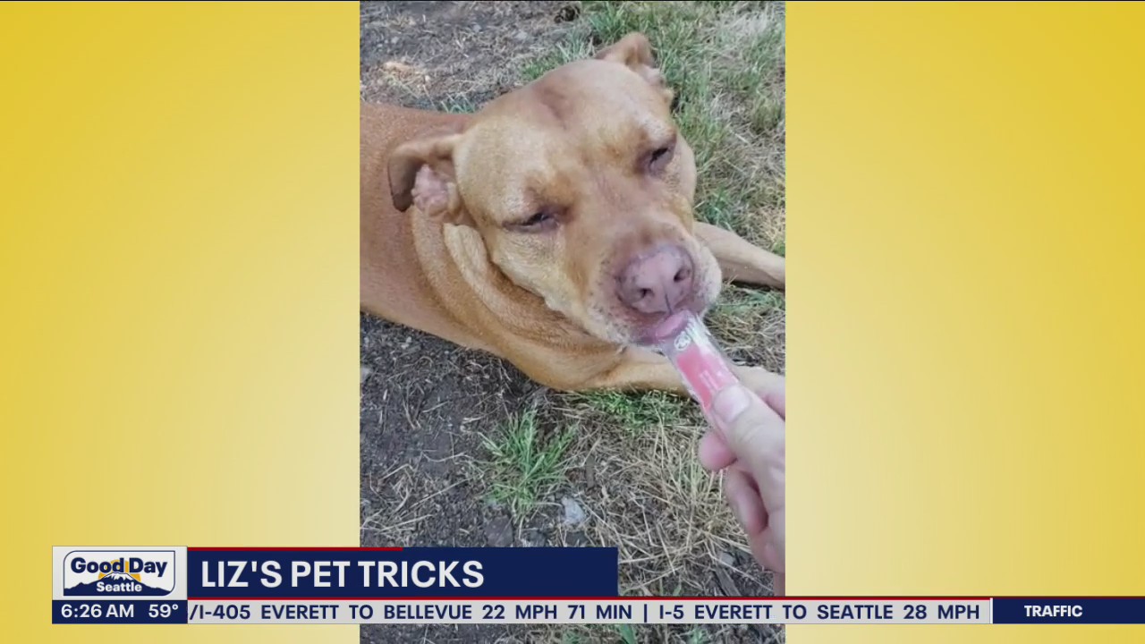 Liz's Pet Tricks for Tuesday, August 16