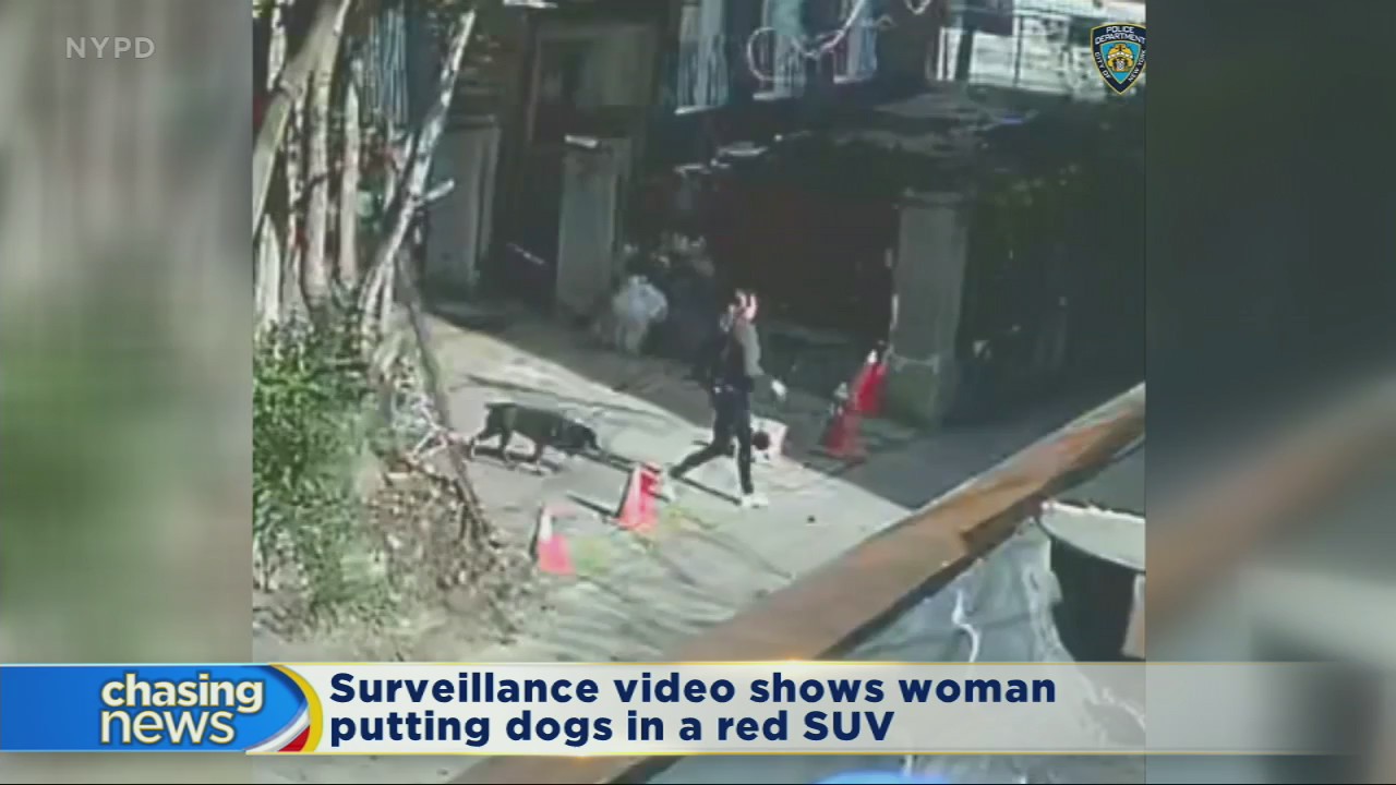 Woman charged after dogs are stolen from Bronx driveway