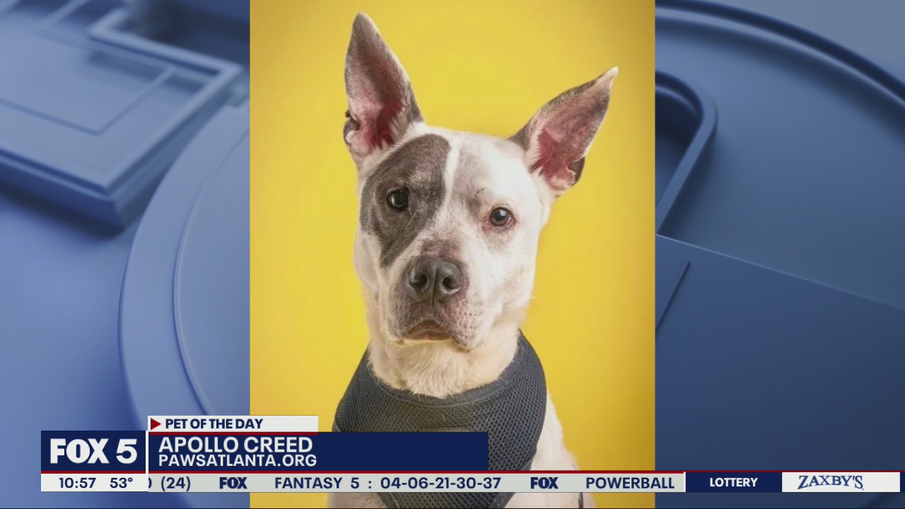 Pet of the Day from PAWS Atlanta