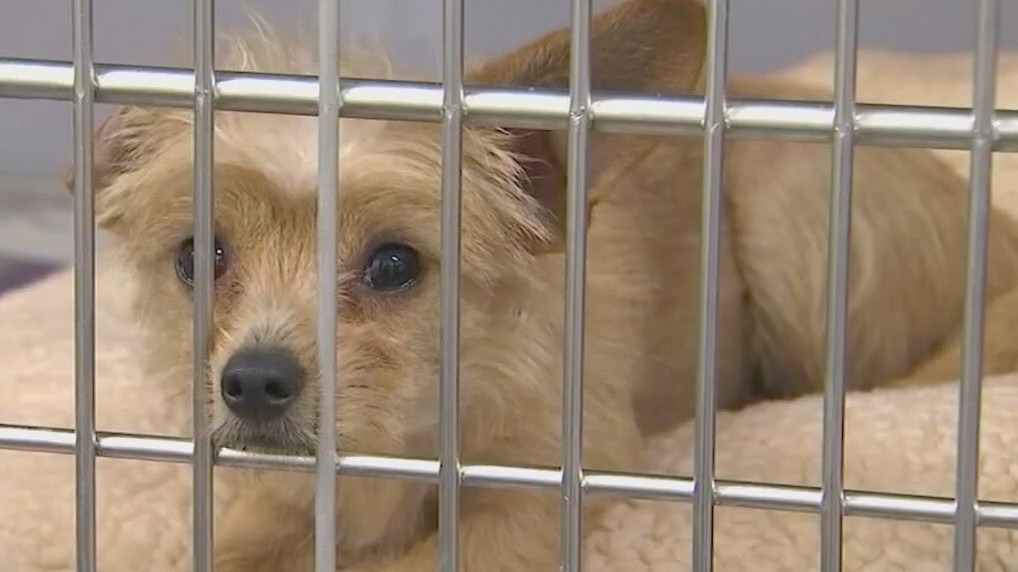 New treatment may boost parvovirus survival