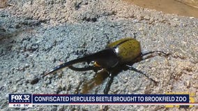 Confiscated Hercules Beetle brought to Brookfield Zoo