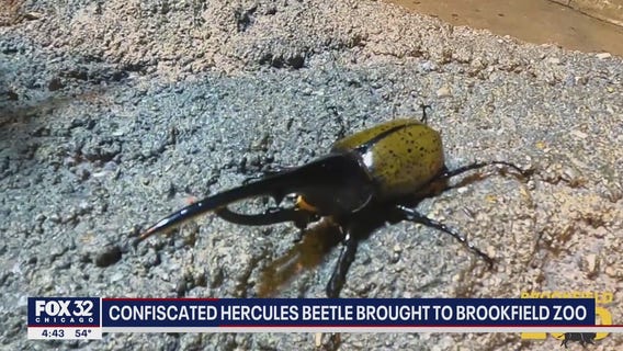 Confiscated Hercules Beetle brought to Brookfield Zoo