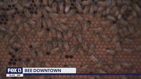 Bee Downtown brings corporate hive program to Tampa