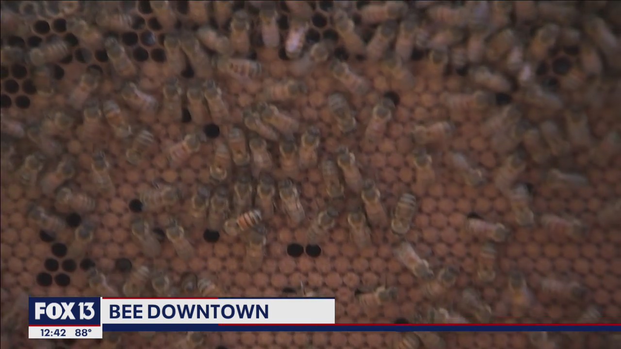 Bee Downtown brings corporate hive program to Tampa