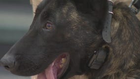K-9 Jackson fundraiser, Waukesha siblings donate protective vest