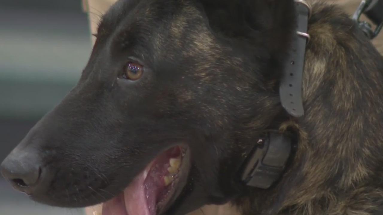 K-9 Jackson fundraiser, Waukesha siblings donate protective vest