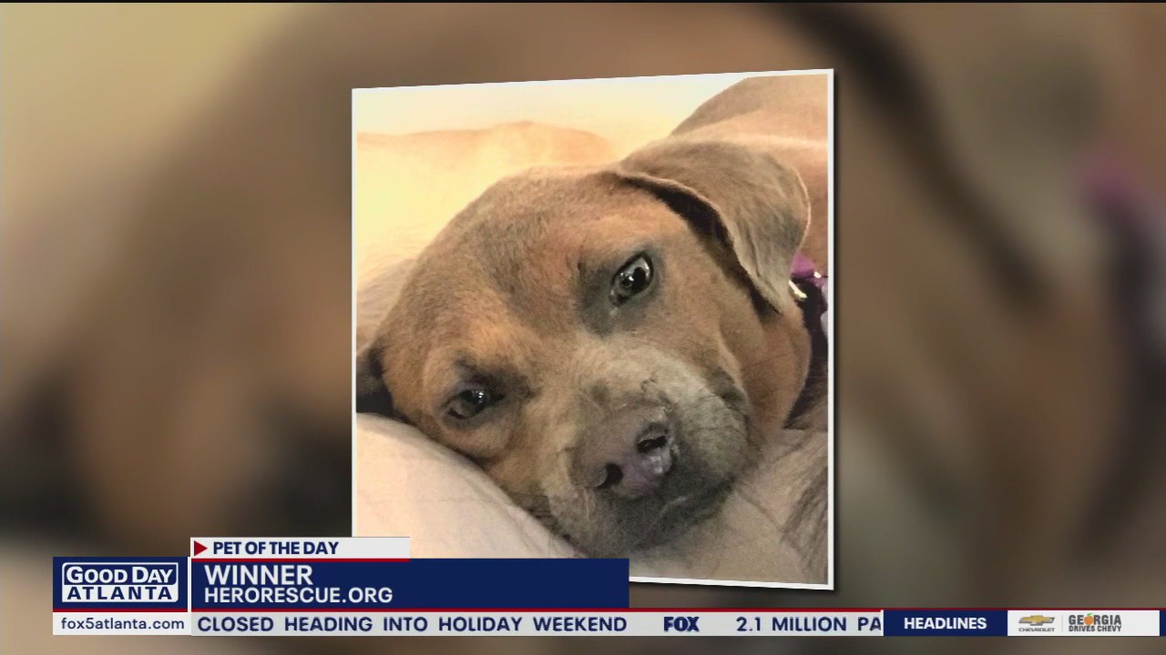 Pet of the Day from Hero Dog Rescue