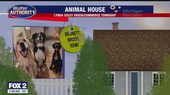 Welcome Bennett, Brody, Remi, Roxie, Rosie