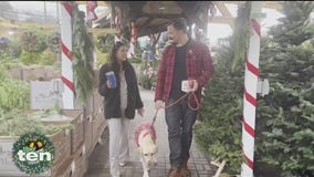 A Candy Canine Christmas | The Ten