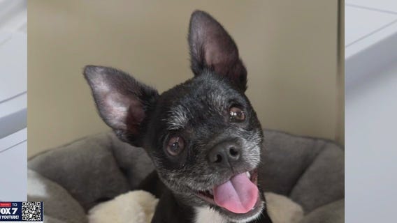 Meet Howard at Texas Humane Heroes!