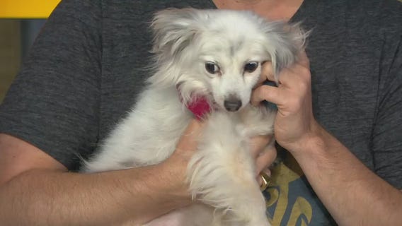 Pet Project: Sloane from Paw Works