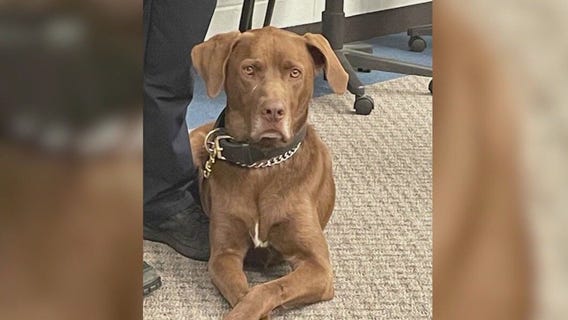 Will County expands K9 program