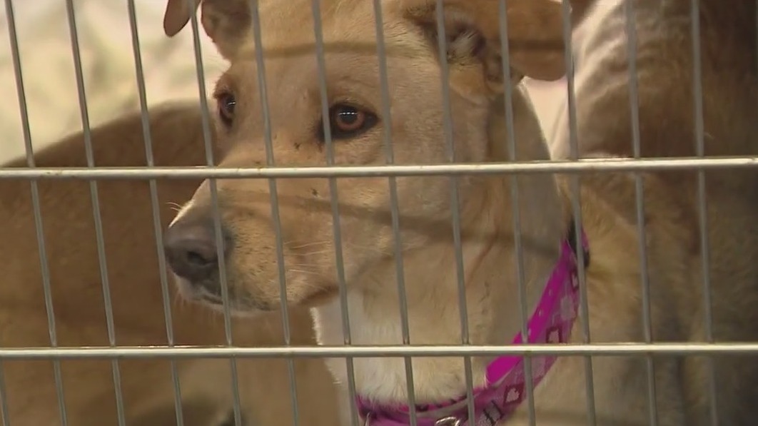 Free adult dog adoptions at AAWL