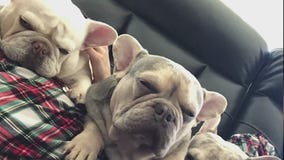 Bulldogs returned to owner after community effort