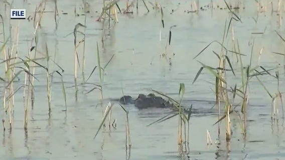 Woman killed in Florida alligator attack