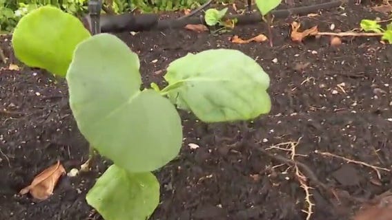 How to build a garden ‘fire’