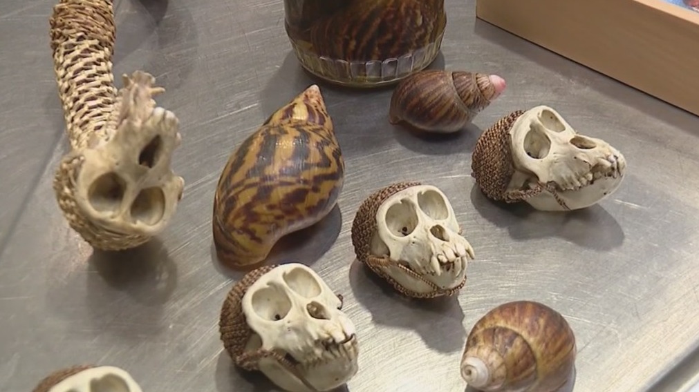Monkey skulls, bushmeat, and more - A look at items seized at Detroit Metro