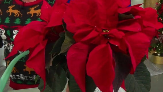 Caring for holiday plants