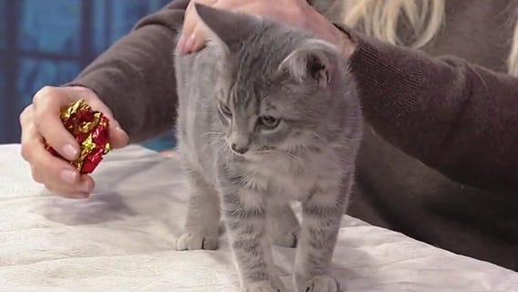 Meet Lumi: Our Pet of the Day