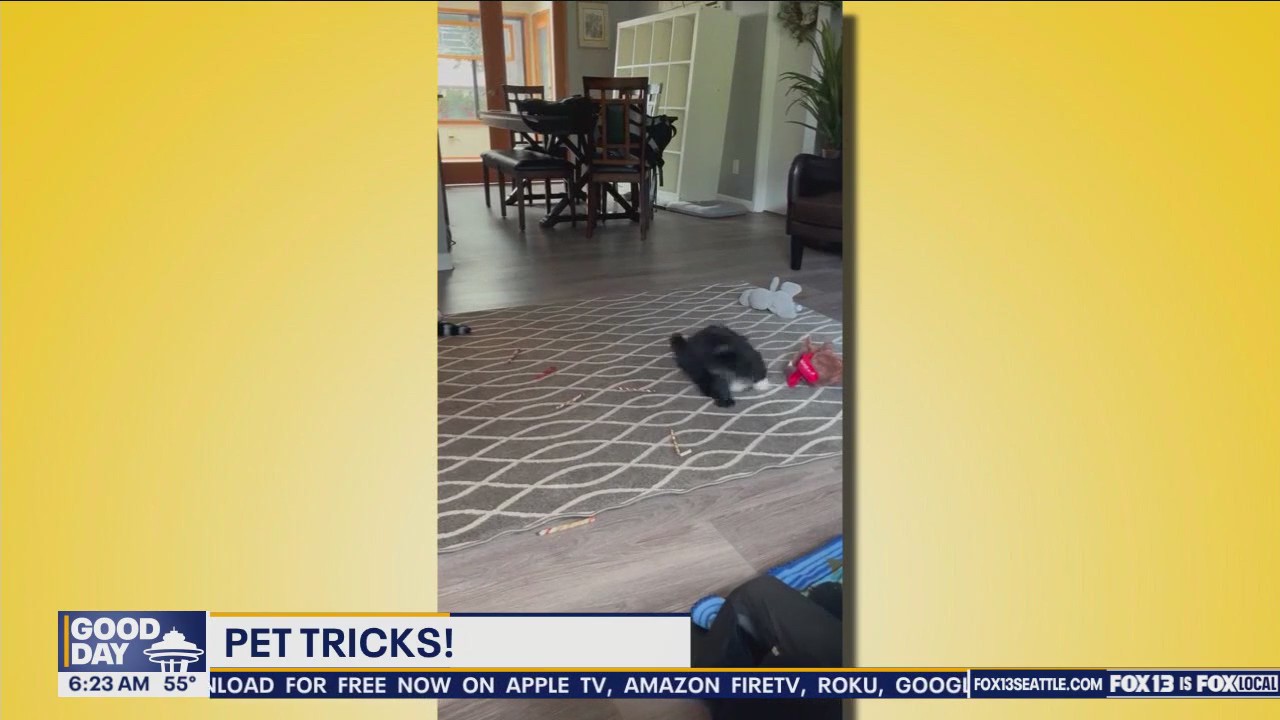 Pet Tricks for Friday, June 28