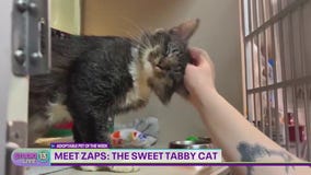 Adoptable Pet of the Week: Zaps the cat