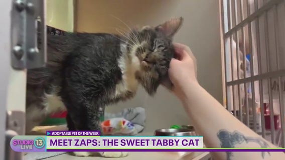 Adoptable Pet of the Week: Zaps the cat