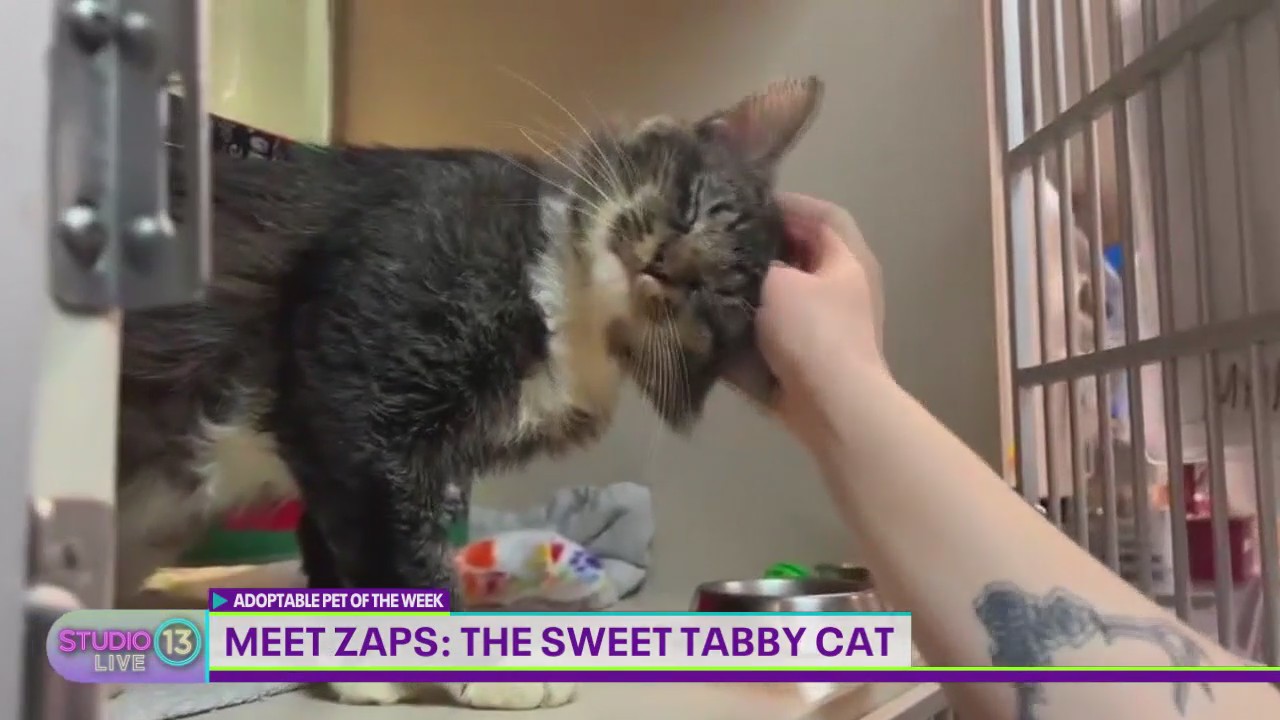 Adoptable Pet of the Week: Zaps the cat