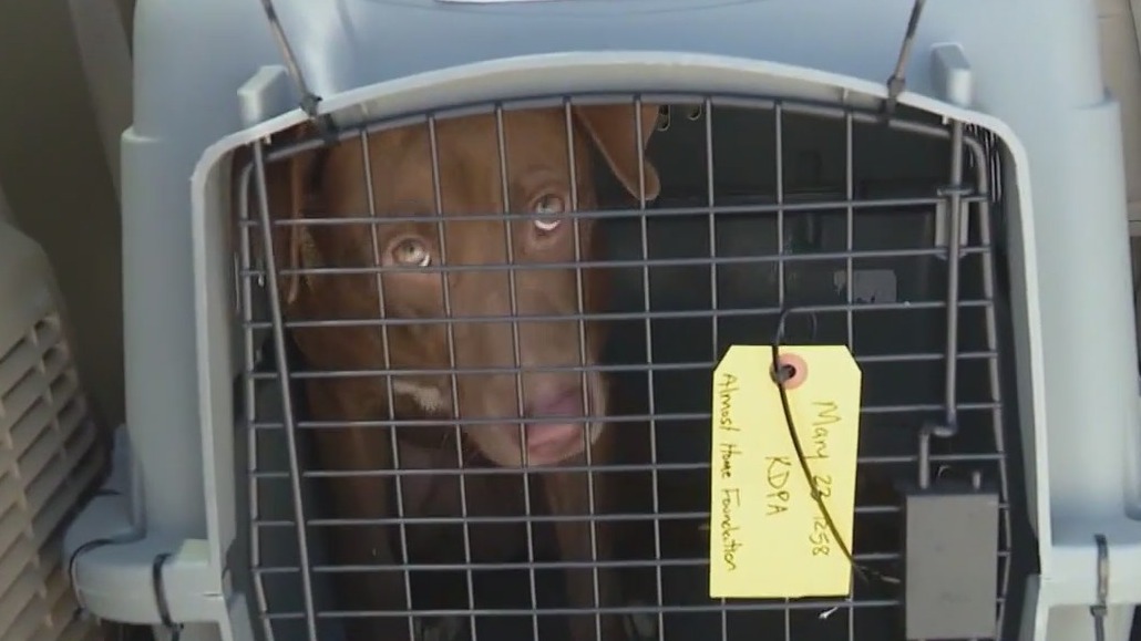 Paws for Celebration: Rescued dogs arrive in Chicago, headed to loving homes