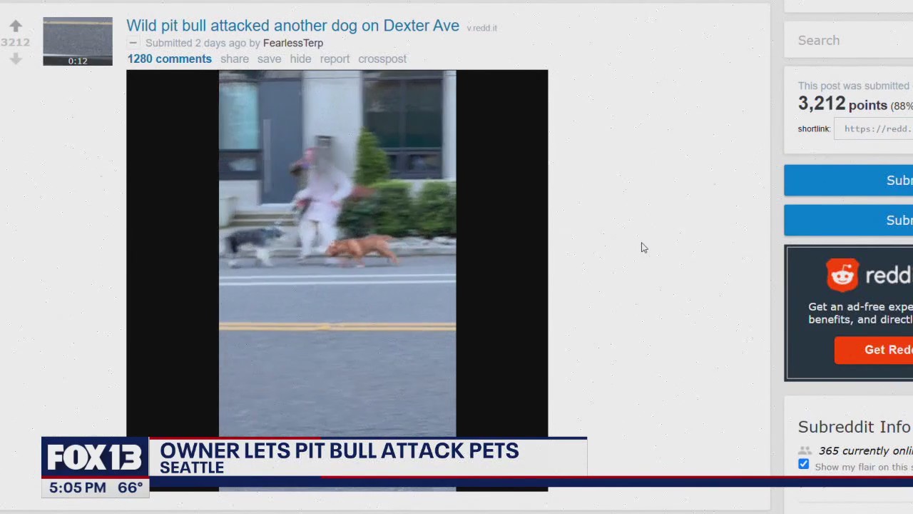 Seattle woman arrested for off-leash pit bull attacks