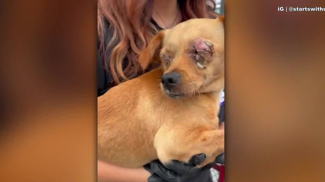 Chihuahua in recovery after surviving abuse