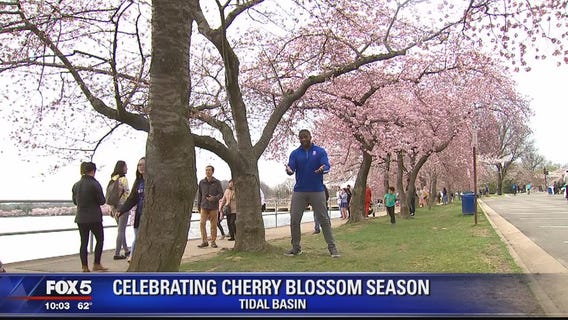 Celebrating cherry blossom season in DC