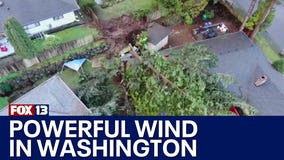 Winds gusts bringing down trees in Western Washington