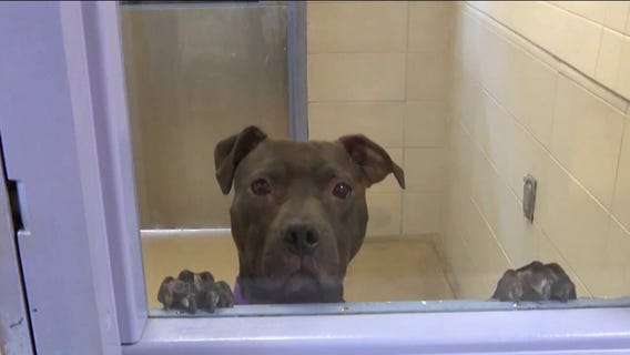 Wisconsin Humane Society year-end donation matching campaign