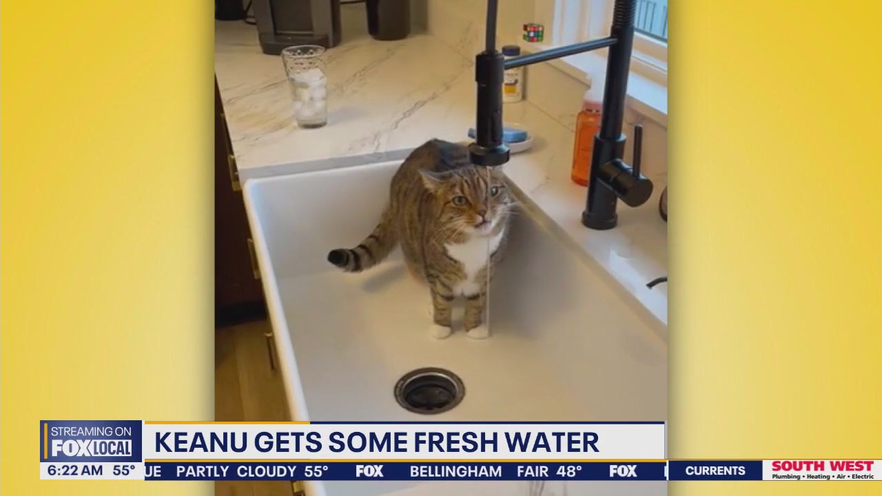 Pet Tricks for Wednesday, May 28