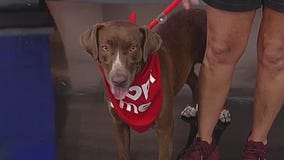 Meet Canela: Our Pet of the Day